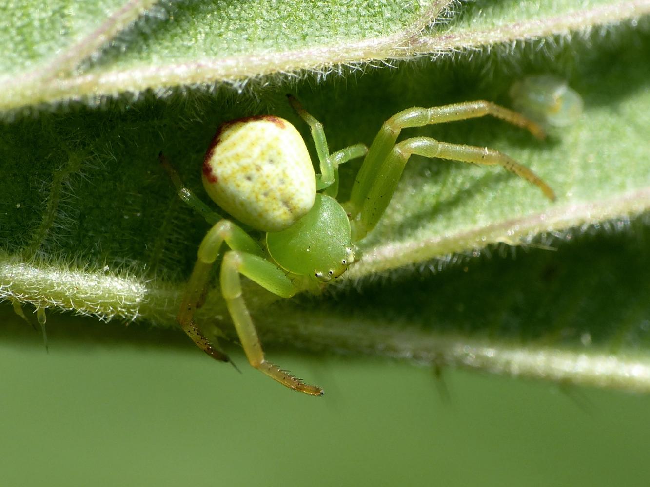 Carrellata di Ebrechtella tricuspidata - Roma